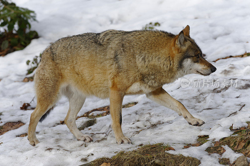 属狼种(Canis lupus)